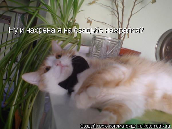 Ну и нахрена я на свадьбе нажрался?... Котоматрица: Ну и нахрена я на свадьбе нажрался?