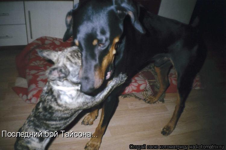 Последний бой Тайсона...... Котоматрица: Последний бой Тайсона...