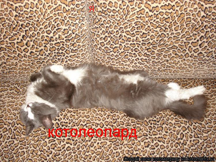 Я котолеопард... Котоматрица: Я котолеопард