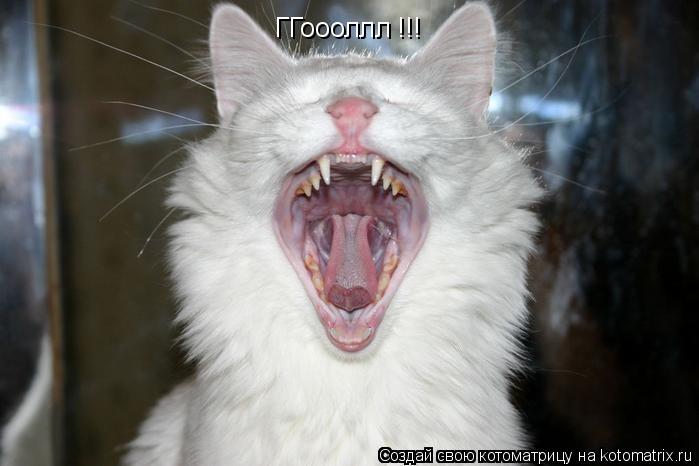 ГГоооллл !!!... Котоматрица: ГГоооллл !!!