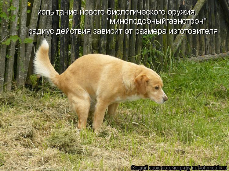 испытание нового биологического оружия... радиус действия зависит от размера изготовителя "миноподобн... Котоматрица: испытание нового биологического оружия... радиус действия зависит от размера изготовителя "миноподобныйгавнотрон"