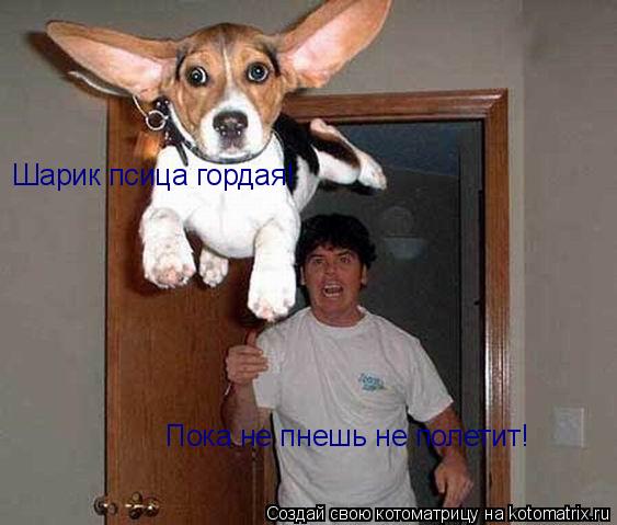 Шарик псица гордая! Пока не пнешь не полетит!... Котоматрица: Шарик псица гордая! Пока не пнешь не полетит!