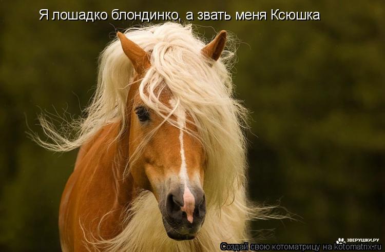 Я лошадко блондинко, а звать меня Ксюшка... Котоматрица: Я лошадко блондинко, а звать меня Ксюшка