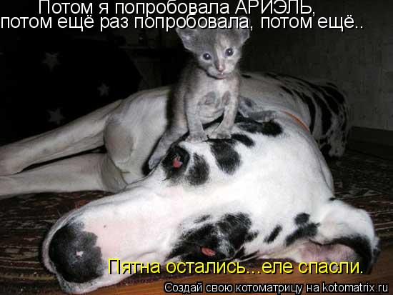 Потом я попробовала АРИЭЛЬ, потом ещё раз попробовала, потом ещё.. Пятна остались...еле спасли.... Котоматрица: Потом я попробовала АРИЭЛЬ, потом ещё раз попробовала, потом ещё.. Пятна остались...еле спасли.