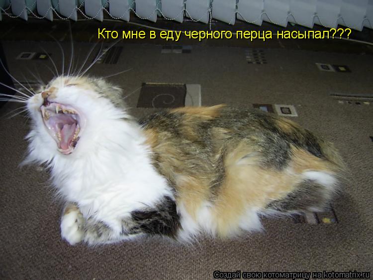 Кто мне в еду черного перца насыпал???... Котоматрица: Кто мне в еду черного перца насыпал???