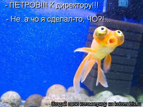 - ПЕТРОВ!!! К директору!!! - Не..а чо я сделал-то, ЧО?!...... Котоматрица: - ПЕТРОВ!!! К директору!!! - Не..а чо я сделал-то, ЧО?!...