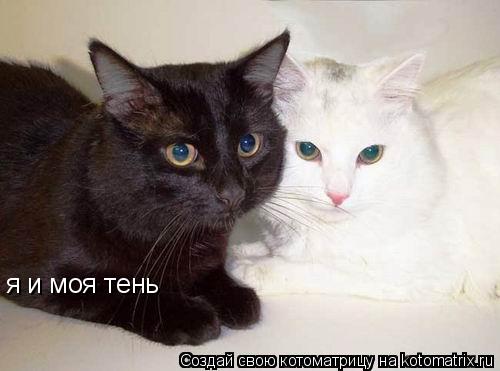 я и моя тень... Котоматрица: я и моя тень