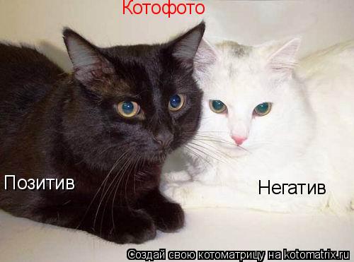 Позитив Негатив Котофото... Котоматрица: Позитив Негатив Котофото