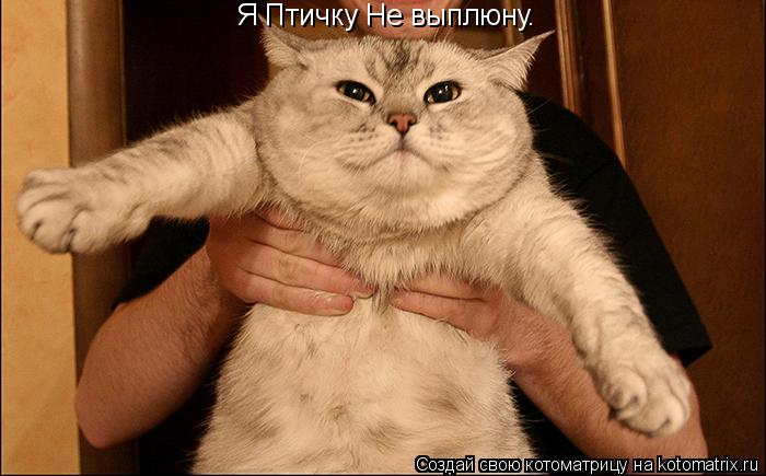 Я Птичку Не выплюну.... Котоматрица: Я Птичку Не выплюну.