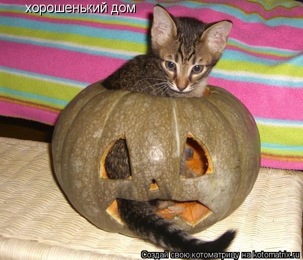 хорошенький дом... Котоматрица: хорошенький дом