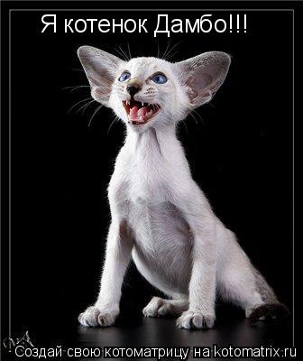 Я котенок Дамбо!!!... Котоматрица: Я котенок Дамбо!!!