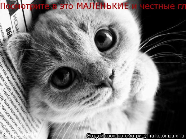 Посмотрите в это МАЛЕНЬКИЕ и честные глаза!!Хозяйка,ну не ел я котлету!!... Котоматрица: Посмотрите в это МАЛЕНЬКИЕ и честные глаза!!Хозяйка,ну не ел я котлету!!