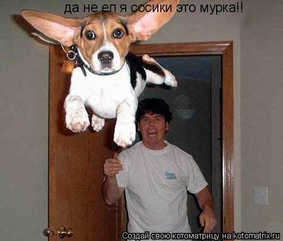 да не ел я сосики это мурка!!... Котоматрица: да не ел я сосики это мурка!!