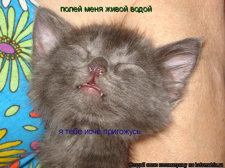 полей меня живой водой я тебе исчё пригожусь... Котоматрица: полей меня живой водой я тебе исчё пригожусь