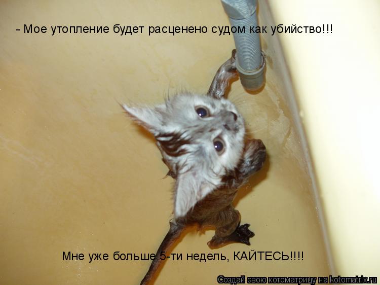 - Мое утопление будет расценено судом как убийство!!! - Мое утопление будет расценено судом как убийс... Котоматрица: - Мое утопление будет расценено судом как убийство!!! - Мое утопление будет расценено судом как убийство!!! - Мое утопление будет расценено су