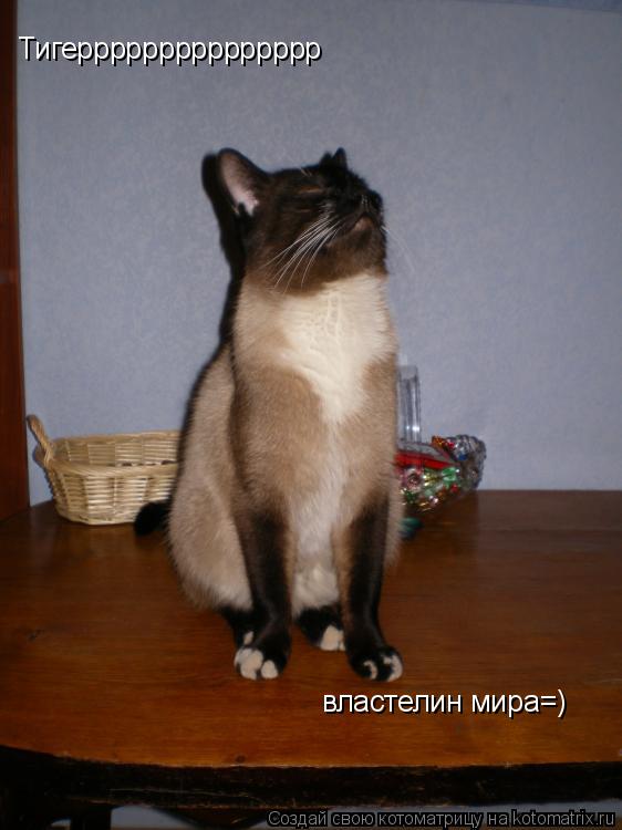 Тигеррррррррррррррр властелин мира=)... Котоматрица: Тигеррррррррррррррр властелин мира=)