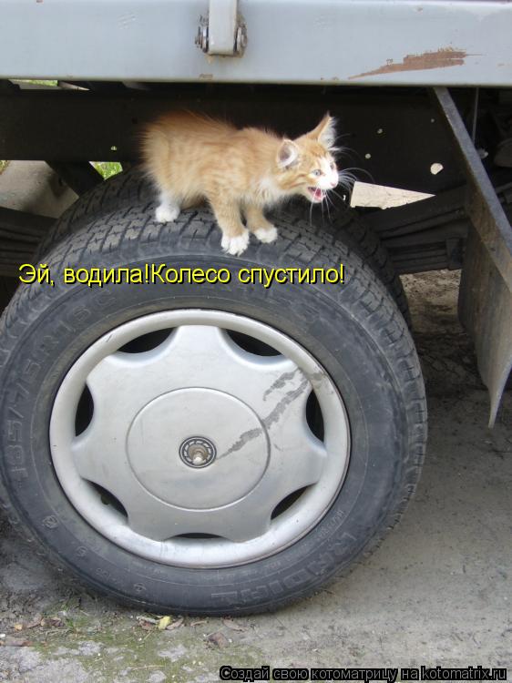 Эй, водила!Колесо спустило!... Котоматрица: Эй, водила!Колесо спустило!