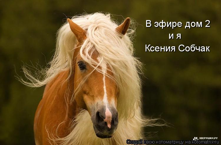 В эфире дом 2 и я Ксения Собчак... Котоматрица: В эфире дом 2 и я Ксения Собчак