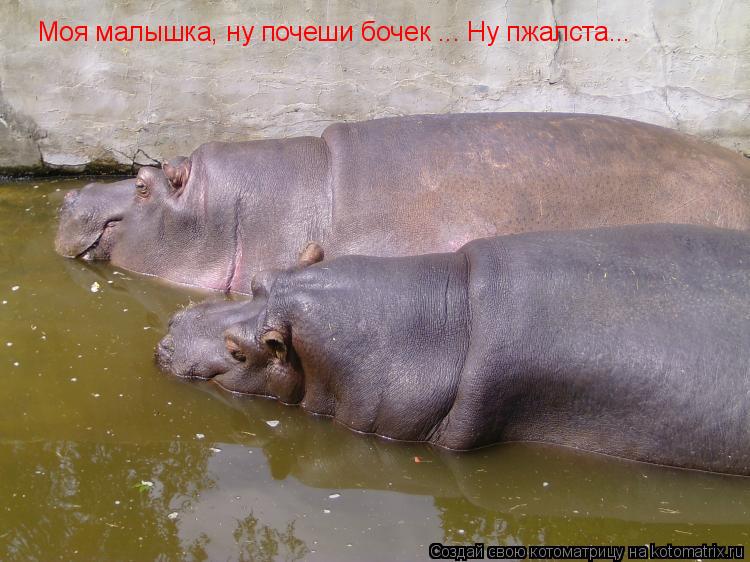Моя малышка, ну почеши бочек ... Ну пжалста...... Котоматрица: Моя малышка, ну почеши бочек ... Ну пжалста...