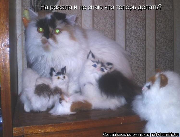 На рожала и не знаю что теперь делать?... Котоматрица: На рожала и не знаю что теперь делать?