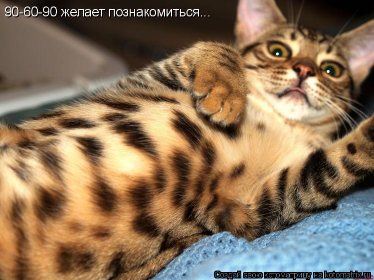 90-60-90 желает познакомиться...... Котоматрица: 90-60-90 желает познакомиться...