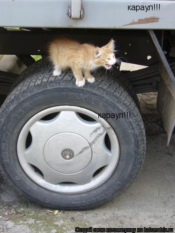 караул!!! караул!!!... Котоматрица: караул!!! караул!!!