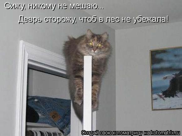 Сижу, никому не мешаю... Деврь сторожу, чтоб в лес не убежала!... Котоматрица: Сижу, никому не мешаю... Деврь сторожу, чтоб в лес не убежала!