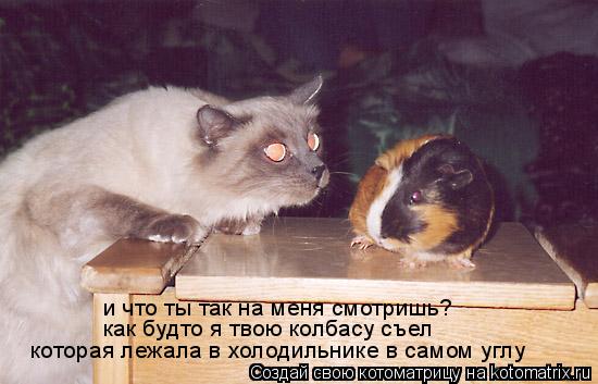 и что ты так на меня смотришь? как будто я твою колбасу съел которая лежала в холодильнике в самом ... Котоматрица: и что ты так на меня смотришь? как будто я твою колбасу съел которая лежала в холодильнике в самом углу