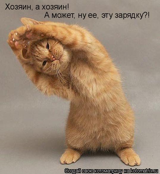 Хозяин, а хозяин! А может, ну ее, эту зарядку?!... Котоматрица: Хозяин, а хозяин! А может, ну ее, эту зарядку?!