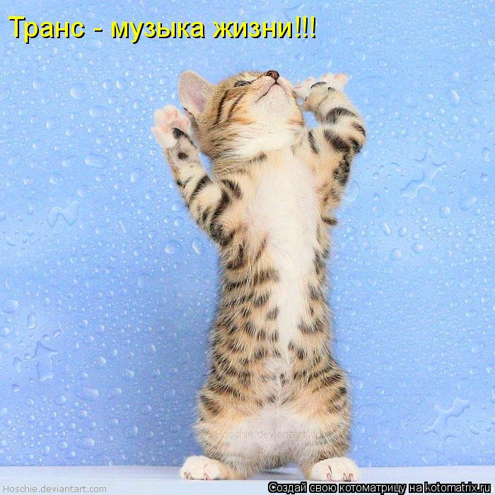 Транс - музыка жизни!!!... Котоматрица: Транс - музыка жизни!!!