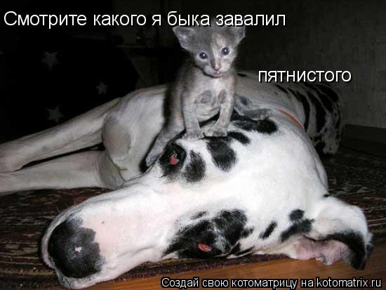 Смотрите какого я быка завалил пятнистого... Котоматрица: Смотрите какого я быка завалил пятнистого
