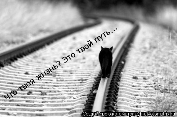Что твоя жизнь? Это твой путь...... Котоматрица: Что твоя жизнь? Это твой путь...