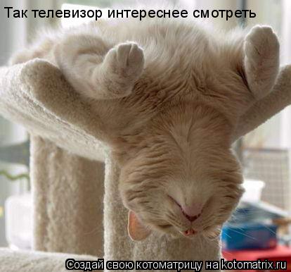 Так телевизор интереснее смотреть... Котоматрица: Так телевизор интереснее смотреть