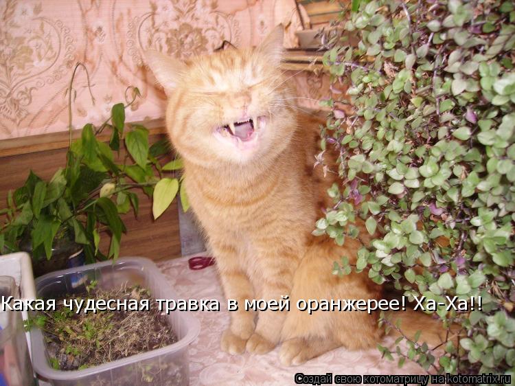 Какая чудесная травка в моей оранжерее! Ха-Ха!!... Котоматрица: Какая чудесная травка в моей оранжерее! Ха-Ха!!