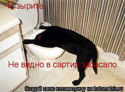Чо зырите Не видно в сартир засасало... Котоматрица: Чо зырите Не видно в сартир засасало