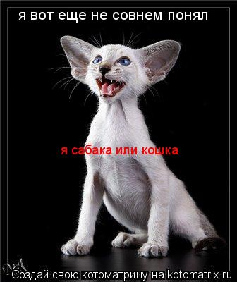 я вот еще не совнем понял я сабака или кошка... Котоматрица: я вот еще не совнем понял я сабака или кошка