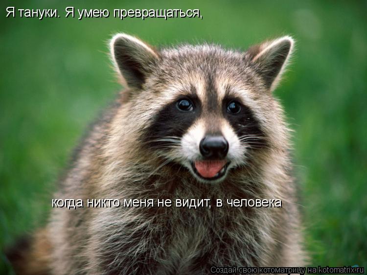 Я тануки. Я умею превращаться, когда никто меня не видит, в человека... Котоматрица: Я тануки. Я умею превращаться, когда никто меня не видит, в человека