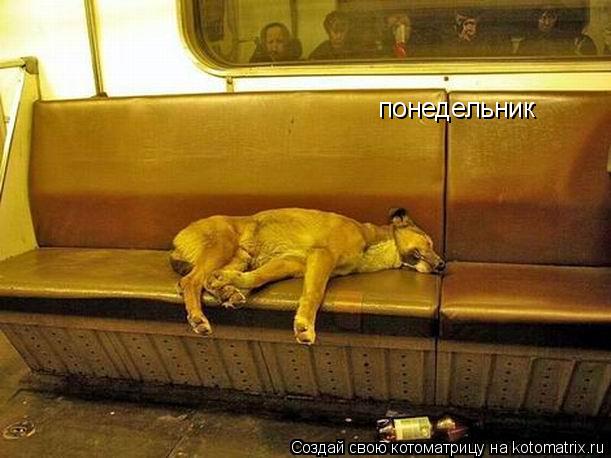 понедельник... Котоматрица: понедельник