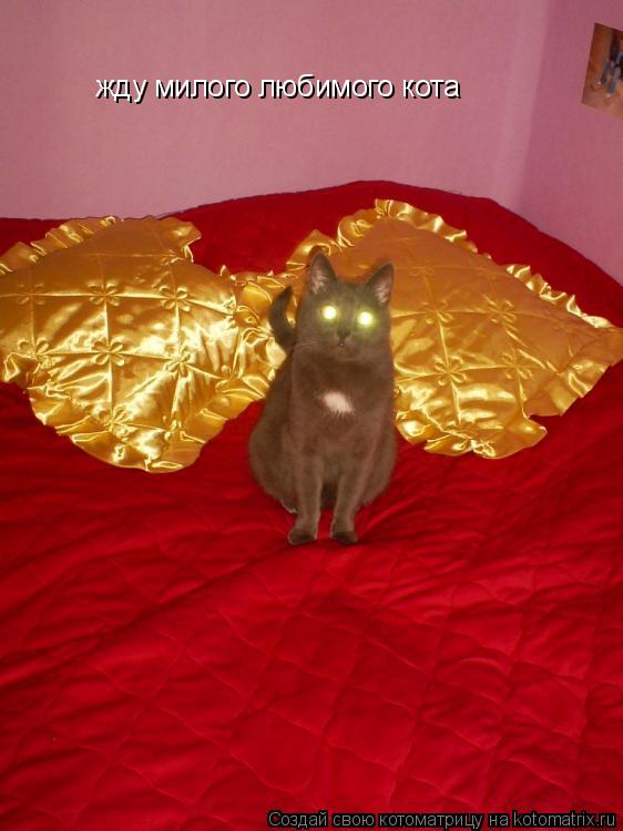жду милого любимого кота... Котоматрица: жду милого любимого кота