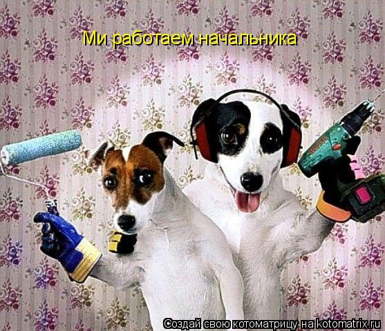 Ми работаем начальника... Котоматрица: Ми работаем начальника