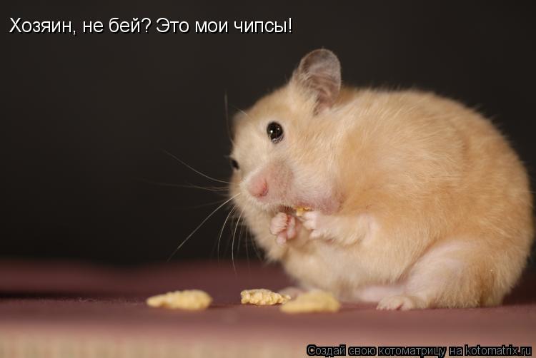Хозяин, не бей? Это мои чипсы!... Котоматрица: Хозяин, не бей? Это мои чипсы!