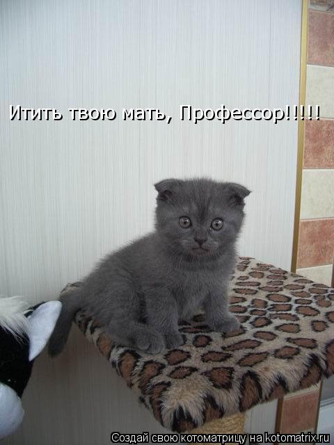 Итить твою мать, Профессор!!!!! Итить твою мать, Профессор!!!!!... Котоматрица: Итить твою мать, Профессор!!!!! Итить твою мать, Профессор!!!!!