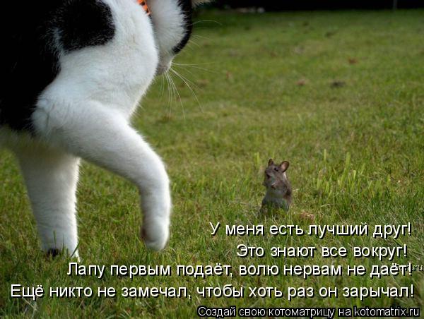 Лапу первым подаёт, волю нервам не даёт! Это знают все вокруг! Ещё никто не замечал, чтобы хоть раз о... Котоматрица: Лапу первым подаёт, волю нервам не даёт! Это знают все вокруг! Ещё никто не замечал, чтобы хоть раз он зарычал! У меня есть лучший друг!