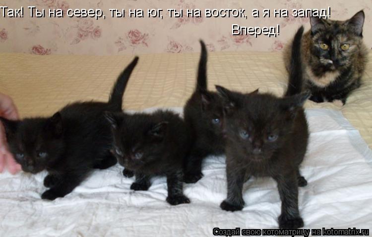 Так! Ты на север, ты на юг, ты на восток, а я на запад! Вперед!... Котоматрица: Так! Ты на север, ты на юг, ты на восток, а я на запад! Вперед!