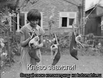 Клёво зависли!... Котоматрица: Клёво зависли!
