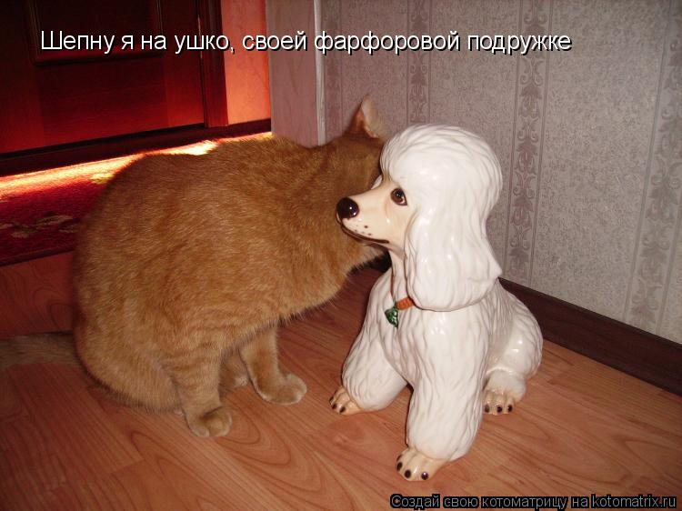 Шепну я на ушко, своей фарфоровой подружке... Котоматрица: Шепну я на ушко, своей фарфоровой подружке
