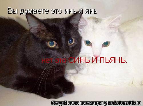 Вы думаете это инь и янь нет это СИНЬ И ПЬЯНЬ.... Котоматрица: Вы думаете это инь и янь нет это СИНЬ И ПЬЯНЬ.