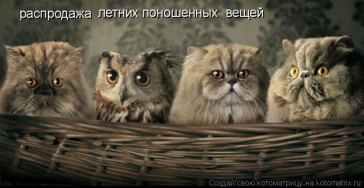 распродажа летних поношенных вещей... Котоматрица: распродажа летних поношенных вещей