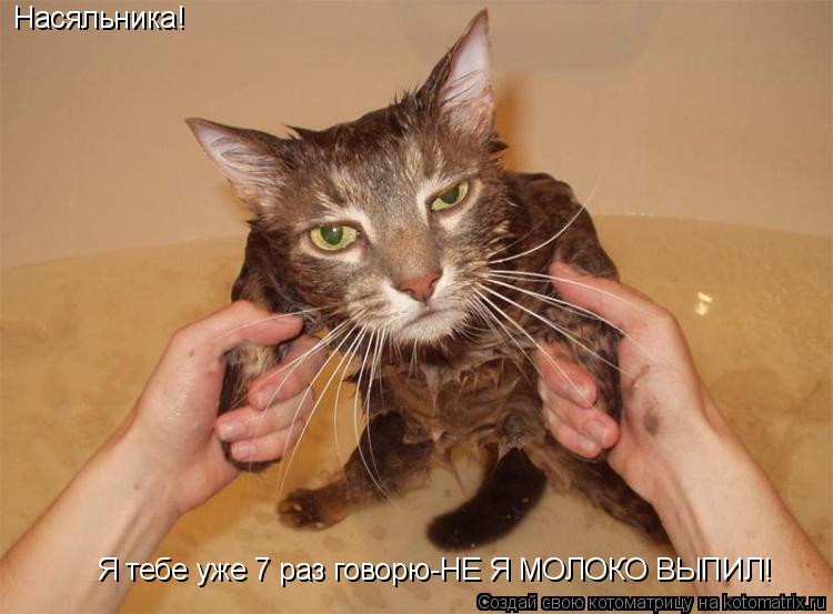 Насяльника! Я тебе уже 7 раз говорю-НЕ Я МОЛОКО ВЫПИЛ!... Котоматрица: Насяльника! Я тебе уже 7 раз говорю-НЕ Я МОЛОКО ВЫПИЛ!