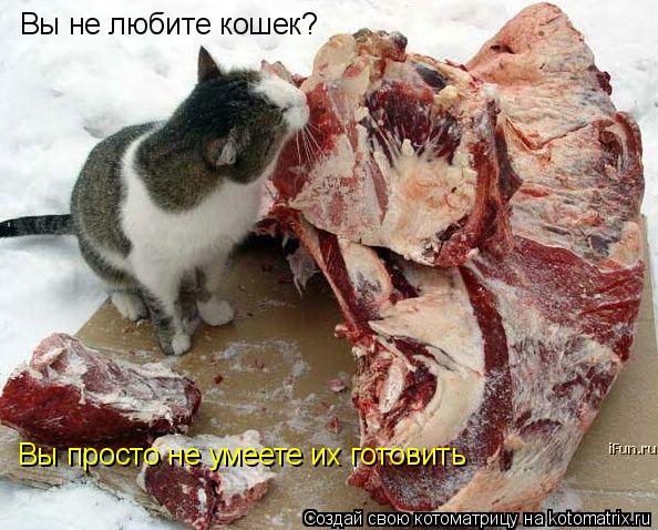 Вы не любите кошек? Вы просто не умеете их готовить... Котоматрица: Вы не любите кошек? Вы просто не умеете их готовить